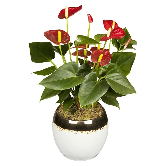 Piardino Flamingoblume - Anthurium x andreanum, Topfgröße: 12 cm, Blütenfarbe: Sortenabhängig - Vorderansicht