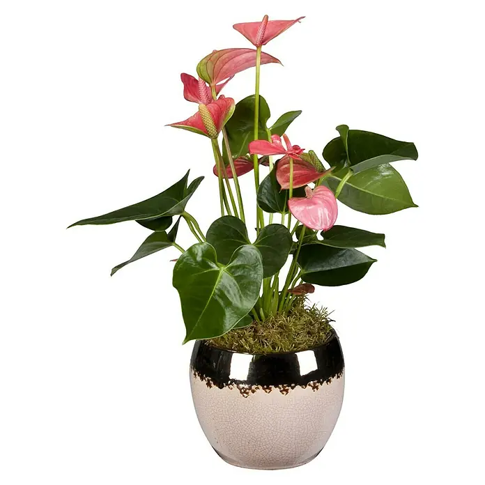 Piardino Flamingoblume - Anthurium x andreanum, Topfgröße: 12 cm, Blütenfarbe: Sortenabhängig - Vorderansicht