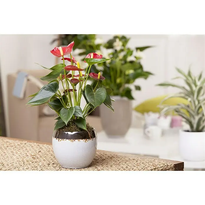 Piardino Flamingoblume - Anthurium x andreanum, Topfgröße: 12 cm, Blütenfarbe: Sortenabhängig - Stimmungsaufnahme