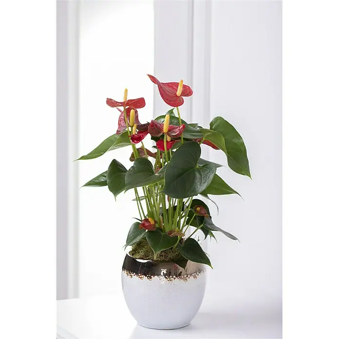 Piardino Flamingoblume - Anthurium x andreanum, Topfgröße: 12 cm, Blütenfarbe: Sortenabhängig - Stimmungsaufnahme