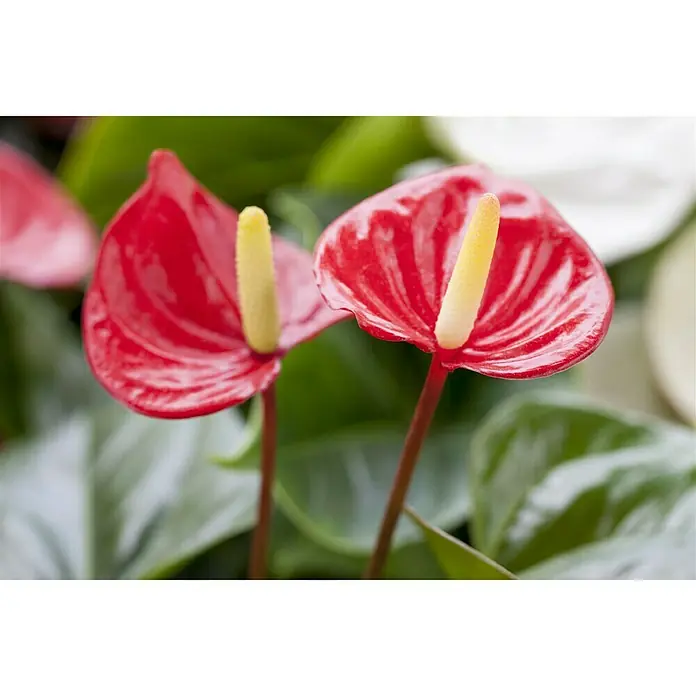 Piardino Flamingoblume - Anthurium x andreanum, Topfgröße: 12 cm, Blütenfarbe: Sortenabhängig - Stimmungsaufnahme