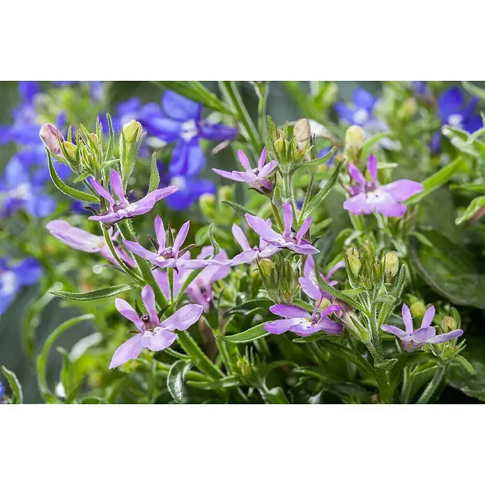 Piardino Lobelia - Lobelia richardii, Tamaño de maceta: 13 cm, Azul - Foto ambiente
