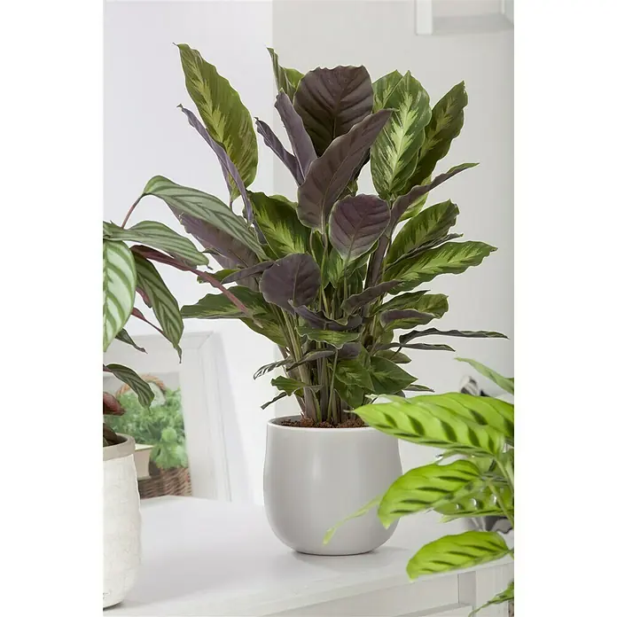 Piardino Calathea - Calathea hybride, Topfgröße: 17 cm, Grün/Weiß - Stimmungsaufnahme