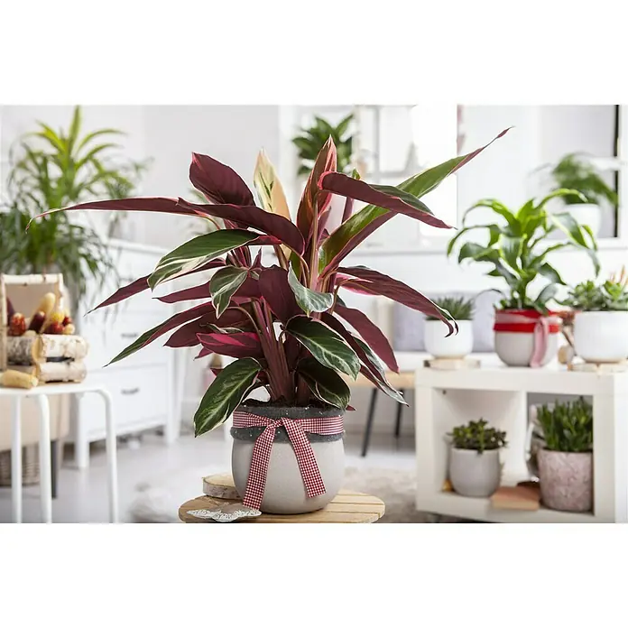 Piardino Calathea - Calathea hybride, Topfgröße: 17 cm, Grün/Weiß - Stimmungsaufnahme