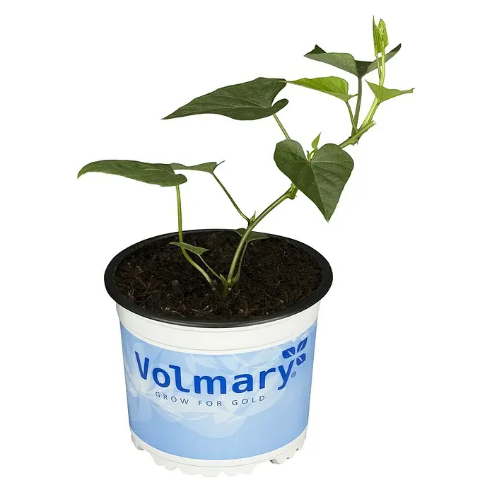 Piardino Süßkartoffel Speise-Süßkartoffel 'Erato'® - Ipomoea batatas 'Erato'®, Erntezeit: September - Oktober - Vorderansicht