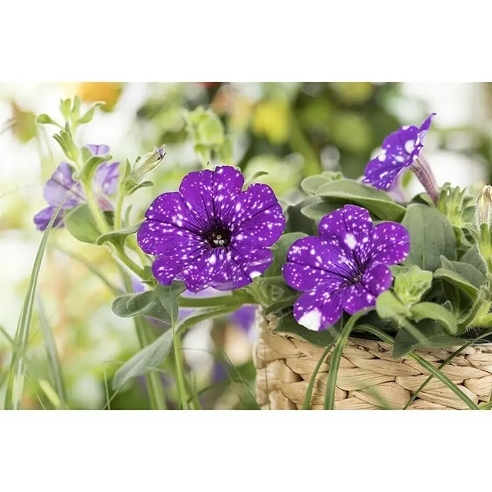Piardino Petunie Night Sky - Petunia Night Sky - Stimmungsaufnahme
