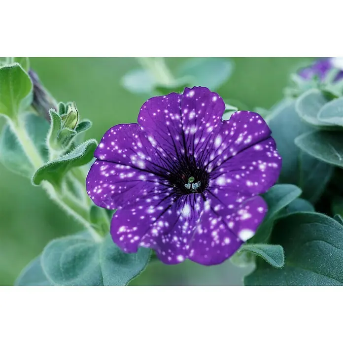 Piardino Petunie Night Sky - Petunia Night Sky - Stimmungsaufnahme