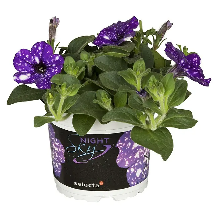 Piardino Petunie Night Sky - Petunia Night Sky - Vorderansicht