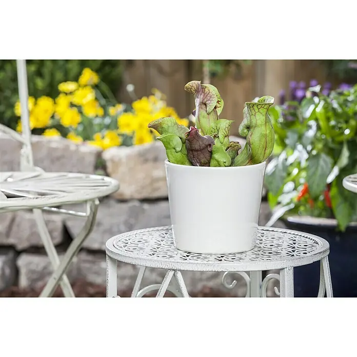 Piardino Schlauchpflanze - Sarracenia purpurea, Topfgröße: 12 cm - Stimmungsaufnahme