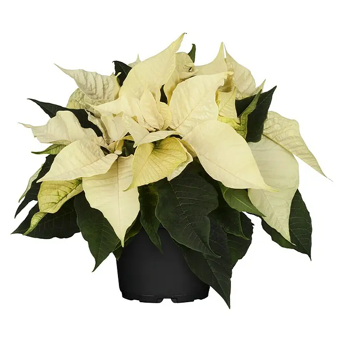 Piardino Weihnachtsstern Princettia - Euphorbia pulcherrima Princettia, Blütenfarbe: Weiß, Topfgröße: 13 cm - Vorderansicht