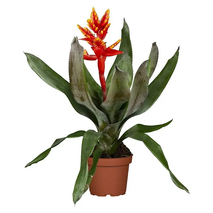 Piardino Lanzenrosette 'Pepita Elegant Flames' - Aechmea 'Pepita Elegant Flames', Topfgröße: 14 cm, Rot-Gelb - Vorderansicht