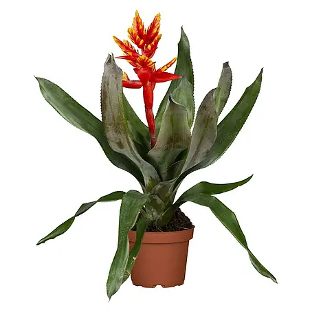 Piardino  Lanzenrosette 'Pepita Elegant Flames'