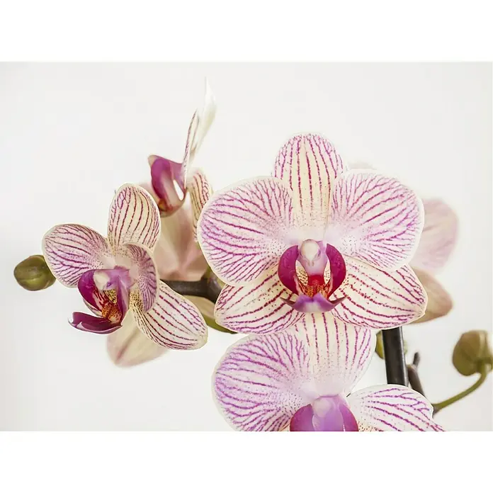 Piardino Schmetterlingsorchidee - Phalaenopsis Hybride Multiflora, Topfgröße: 12 cm, Rosa, Anzahl Triebe: 2 Stk., Aufrecht - Stimmungsaufnahme