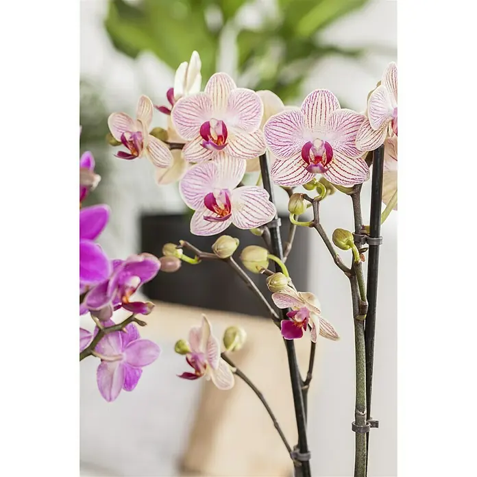 Piardino Schmetterlingsorchidee - Phalaenopsis Hybride Multiflora, Topfgröße: 12 cm, Rosa, Anzahl Triebe: 2 Stk., Aufrecht - Stimmungsaufnahme