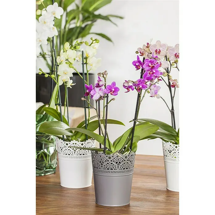 Piardino Schmetterlingsorchidee - Phalaenopsis Hybride Multiflora, Topfgröße: 12 cm, Rosa, Anzahl Triebe: 2 Stk., Aufrecht - Stimmungsaufnahme