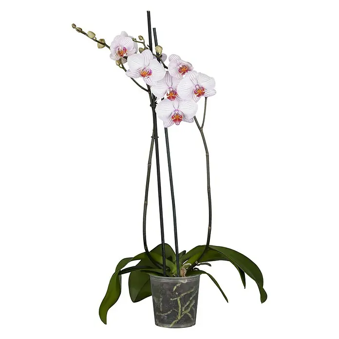 Piardino Schmetterlingsorchidee - Phalaenopsis Hybride Multiflora, Topfgröße: 12 cm, Rosa, Anzahl Triebe: 2 Stk., Aufrecht - Vorderansicht