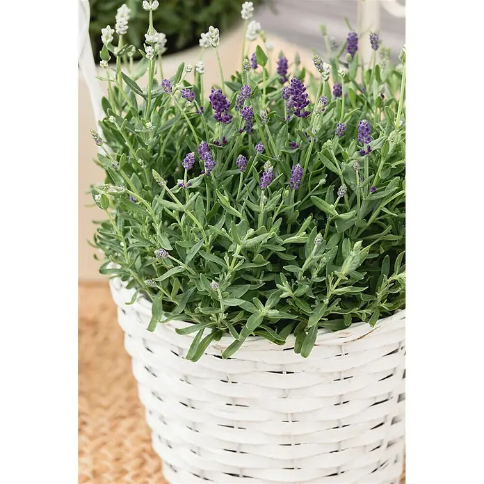 Piardino Lavendel Duo - lavandula angustifolia, Topfvolumen: 3 l, Sortenabhängig - Stimmungsaufnahme