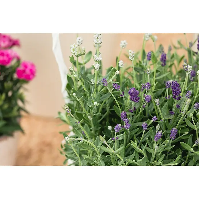 Piardino Lavendel Duo - lavandula angustifolia, Topfvolumen: 3 l, Sortenabhängig - Stimmungsaufnahme