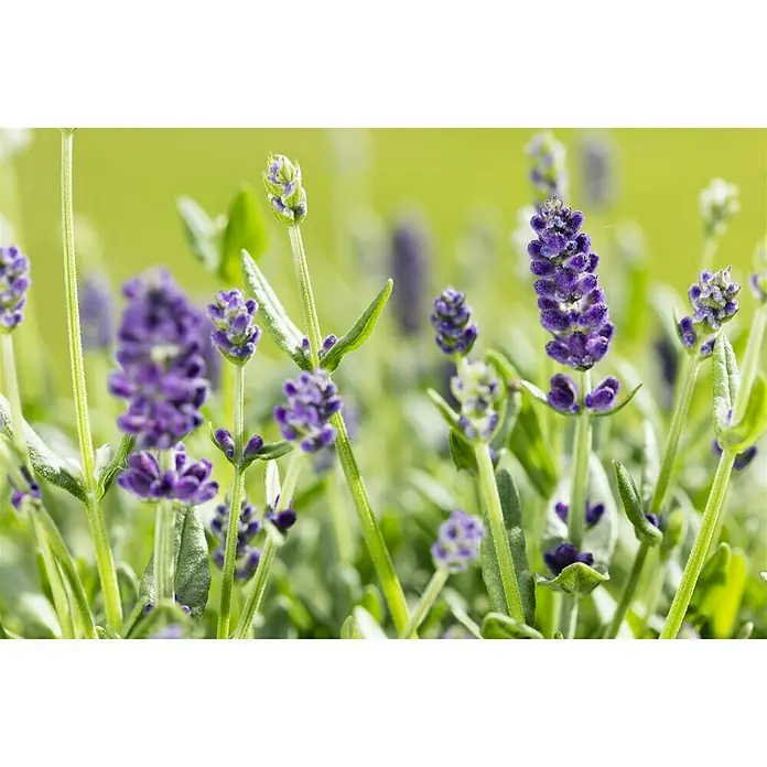 Piardino Lavendel Duo - lavandula angustifolia, Topfvolumen: 3 l, Sortenabhängig - Stimmungsaufnahme