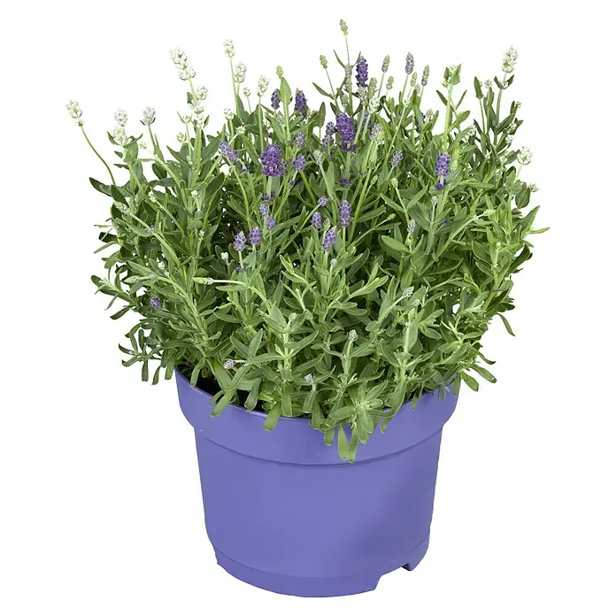 Piardino Lavendel Duo - lavandula angustifolia, Topfvolumen: 3 l, Sortenabhängig - Vorderansicht