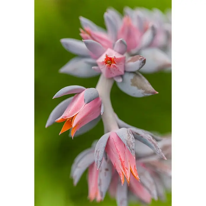 Piardino Echeverie - Echeveria Blue Prince, Topfgröße: 12 cm, Grün - Stimmungsaufnahme