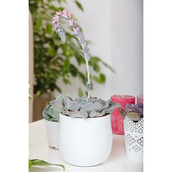 Piardino Echeverie - Echeveria Blue Prince, Topfgröße: 12 cm, Grün - Stimmungsaufnahme