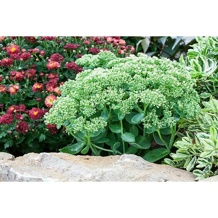 Piardino Garten-Fettblatt - Sedum telephium 'Autumn Joy', Topfgröße: 13 cm, Rosarot - Stimmungsaufnahme