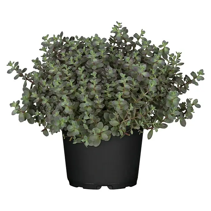 Piardino Mauerpfeffer - Sedum Sachalyn - Vorderansicht