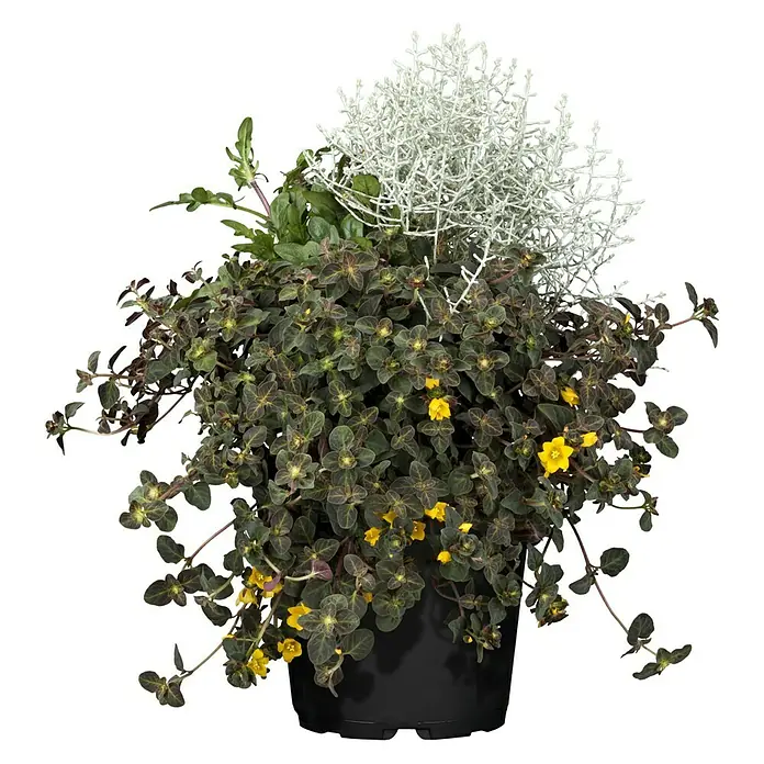 Piardino Pflanzen-Mix Triolino Herbst - Topfgröße: 13 cm, Blütenfarbe: Sortenabhängig - Vorderansicht