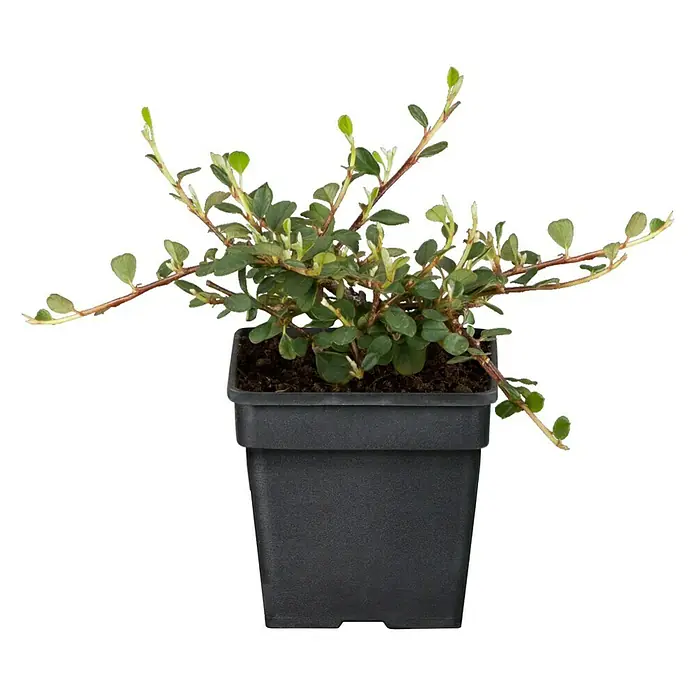 Piardino Teppichmispel - Cotoneaster dammeri, Topfgröße: 9 cm, Weiß/Hellrosa - Vorderansicht