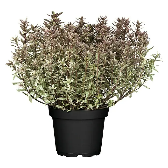 Piardino Strauchveronika - Hebe x andersonii 'Magic Colours', Topfgröße: 17 cm - Vorderansicht