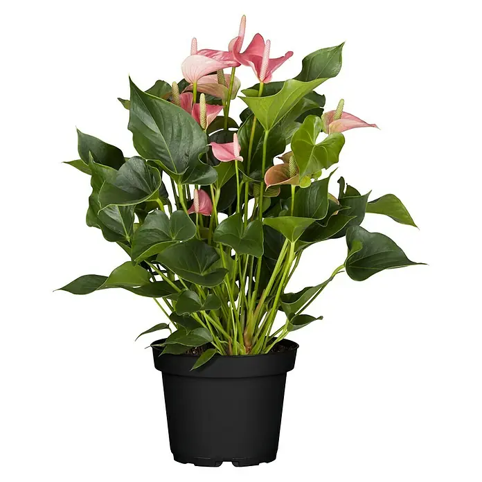 Piardino Flamingoblume Hot Lips - Anthurium x andreanum Hot Lips, Topfgröße: 12 cm, Rot/Weiß - Vorderansicht