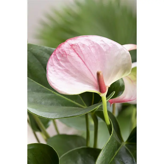Piardino Flamingoblume Hot Lips - Anthurium x andreanum Hot Lips, Topfgröße: 12 cm, Rot/Weiß - Stimmungsaufnahme