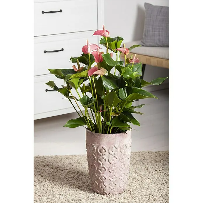 Piardino Flamingoblume Hot Lips - Anthurium x andreanum Hot Lips, Topfgröße: 12 cm, Rot/Weiß - Stimmungsaufnahme