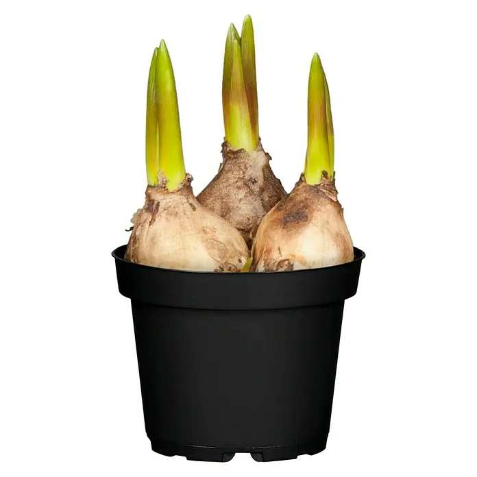 Piardino Frühlingsblumenzwiebeln - Muscari armeniacum, 3 Stk. - Vorderansicht