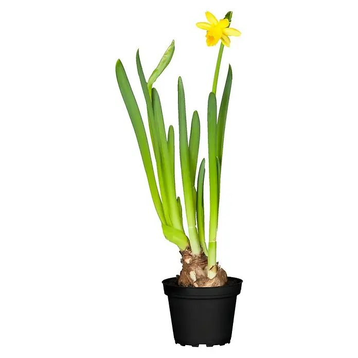 Piardino Frühlingsblumenzwiebeln - Narcissus cyclamineus - Vorderansicht
