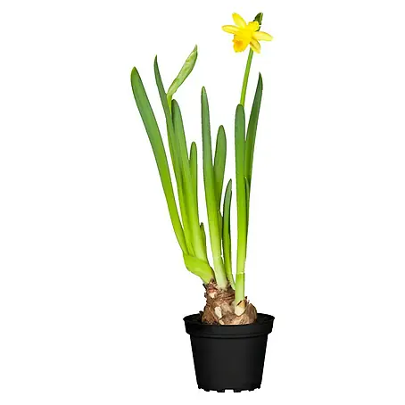 Piardino  Frühlingsblumenzwiebeln