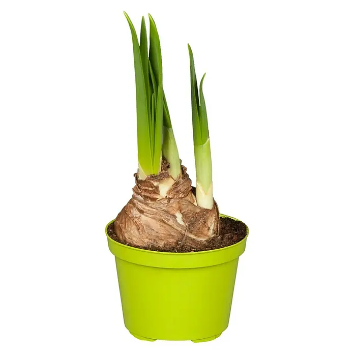 Piardino Frühlingsblumenzwiebeln - Narcissus cyclamineus - Vorderansicht
