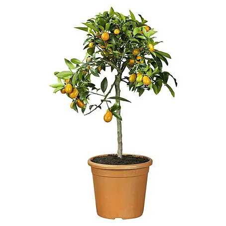 Kumquat