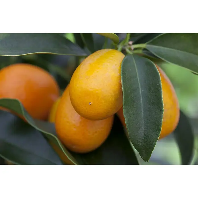 Piardino Kumquat - Citrus fortunella, Topfgröße: 20 cm - Stimmungsaufnahme