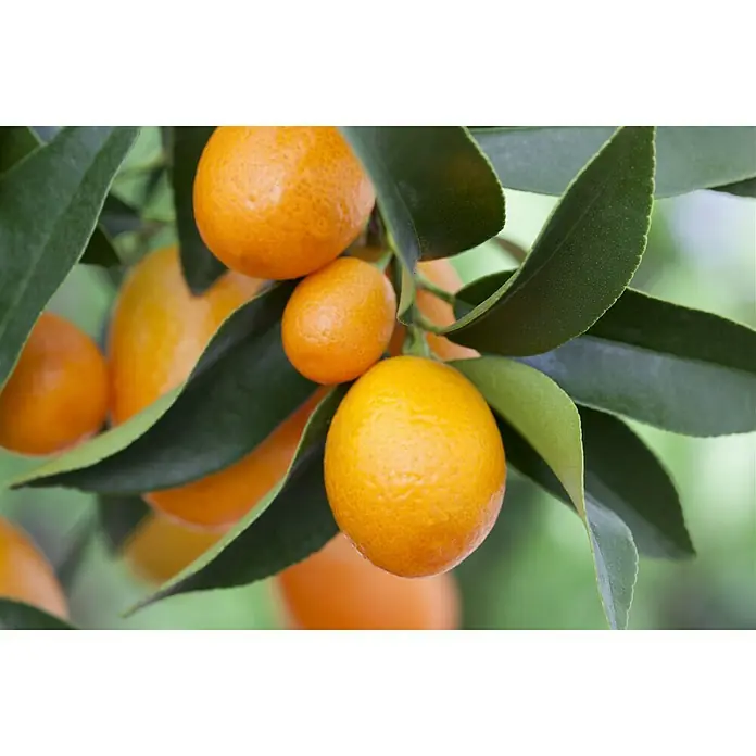 Piardino Kumquat - Citrus fortunella, Topfgröße: 20 cm - Stimmungsaufnahme