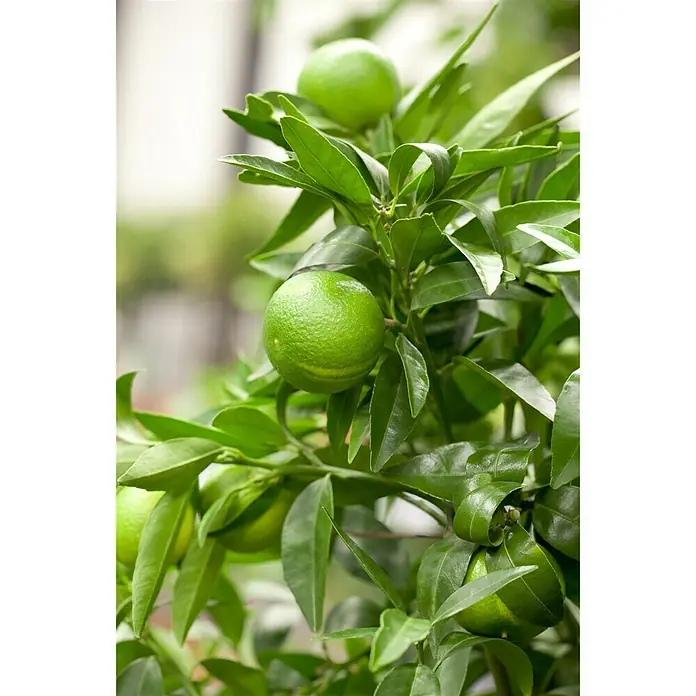Piardino Mandarino - Citrus x aurantium - Foto ambiente