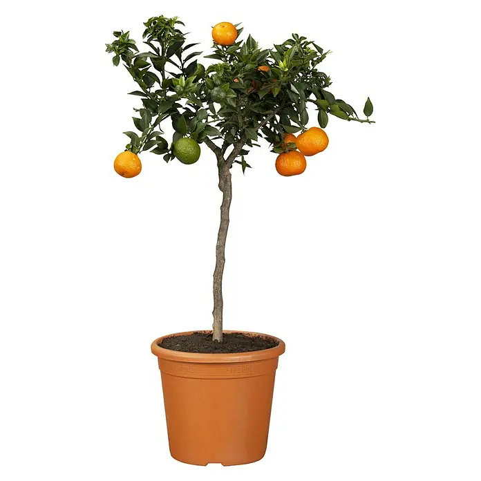 Piardino Mandarino - Citrus x aurantium - Vista frontal