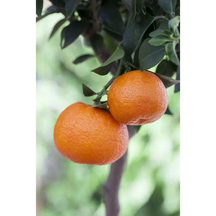 Piardino Mandarino - Citrus x aurantium - Foto ambiente