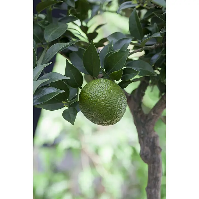 Piardino Mandarino - Citrus x aurantium - Foto ambiente