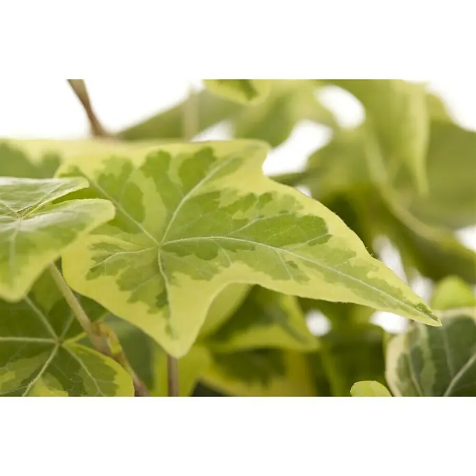 Piardino Efeu 'Goldchild' - Hedera helix 'Goldchild', Grün/Gelb - Stimmungsaufnahme