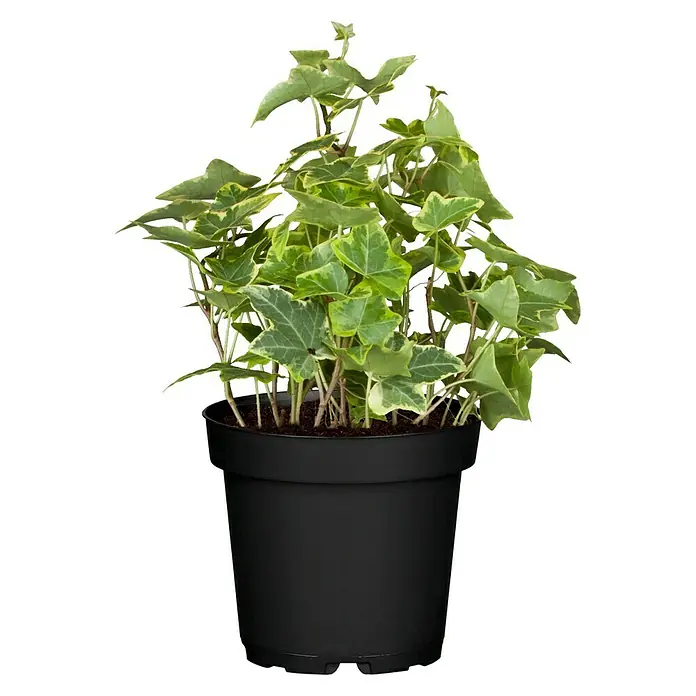 Piardino Efeu 'Goldchild' - Hedera helix 'Goldchild', Grün/Gelb - Vorderansicht
