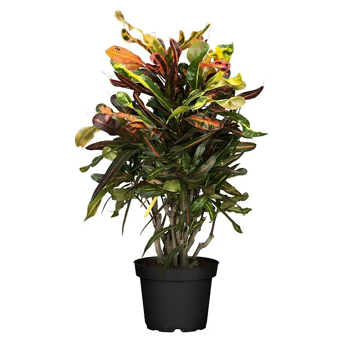 Piardino Kroton - Codiaeum variegatum, Topfgröße: 17 cm, Gelb/Grün - Vorderansicht