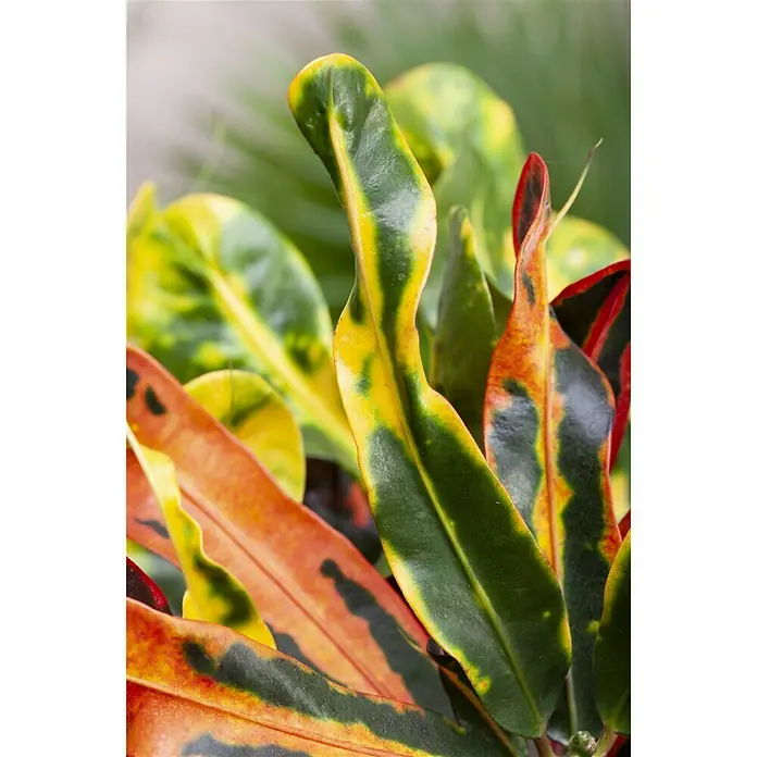 Piardino Kroton - Codiaeum variegatum, Topfgröße: 17 cm, Gelb/Grün - Stimmungsaufnahme