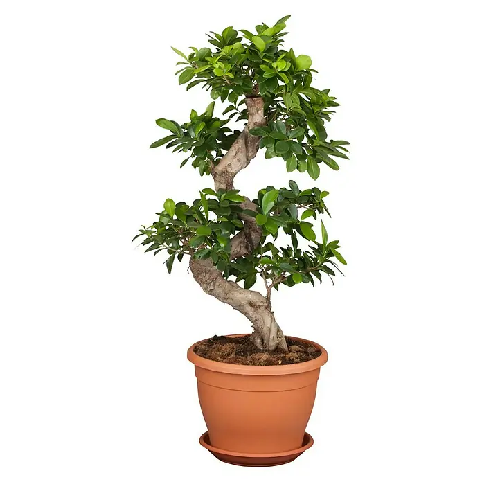 Piardino Chinesische Feige - Ficus microcarpa Ginseng, Topfgröße: 27 cm, Aufrecht - Vorderansicht